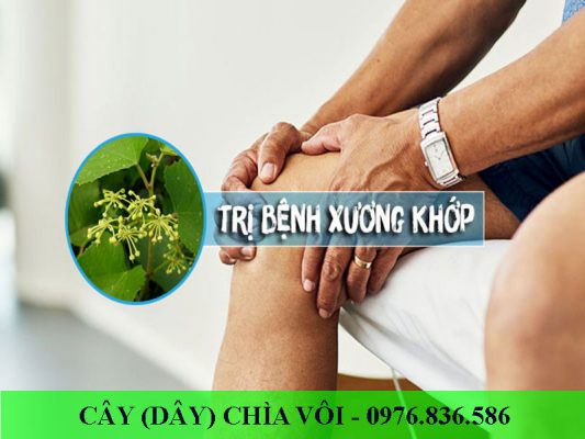 Cây chìa vôi trị đau nhức xương khớp hiệu quả