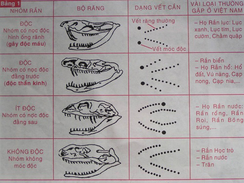 Cách nhận diện rắn độc và rắn thường