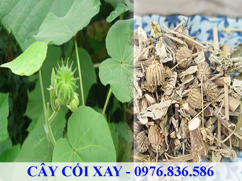 Cây cối xay có nhiều tác dụng trị bệnh