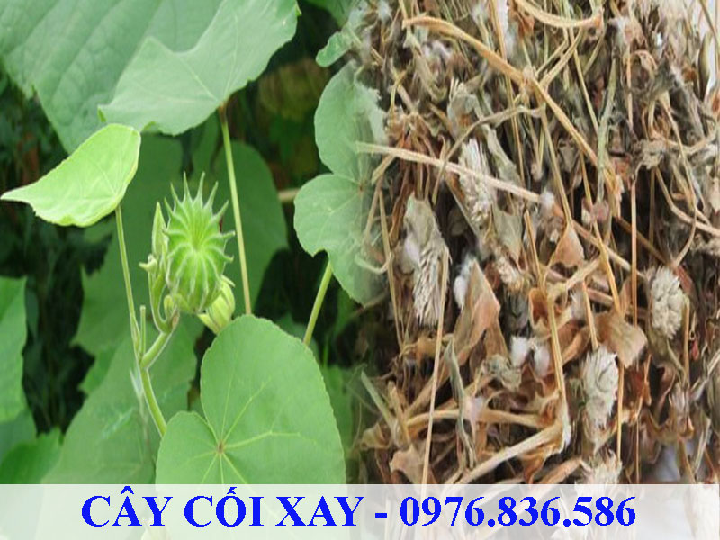 Cây cối xay được dùng trị nhiều bệnh lý khác nhau