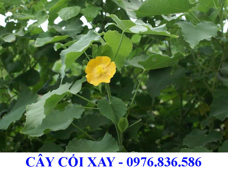 Cây cối xay mọc hoang ở nhiều nơi trên nước ta