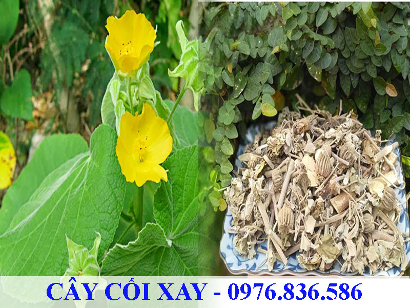 Cây cối xay kết hợp với nhiều dược liệu khác nhau để điều trị ù tai, điếc tai