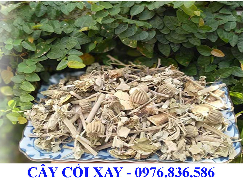 Cây cối xay trị ù tai, đau xương khớp, ...