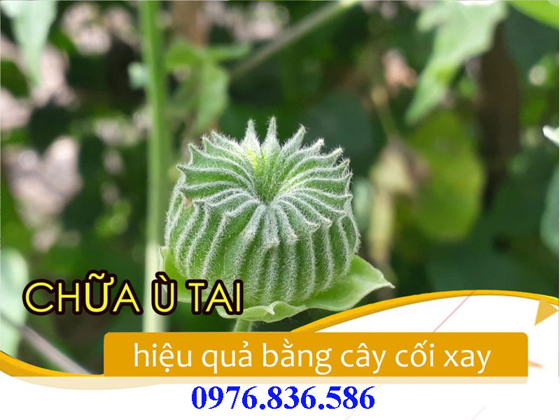 Cây cối xay được sử dụng trị ù tai hiệu quả