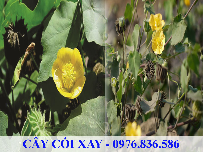 Cây cối xay chứa hoạt chất chống viêm hiệu quả