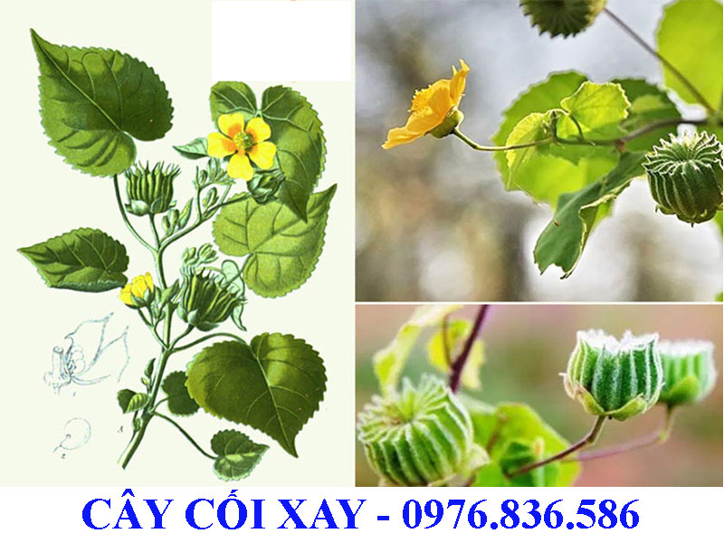 Cây cối xay