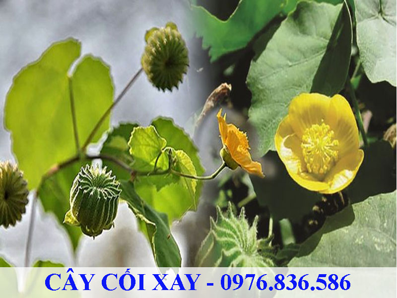 Cây cối xay có hoa màu vàng rất đẹp