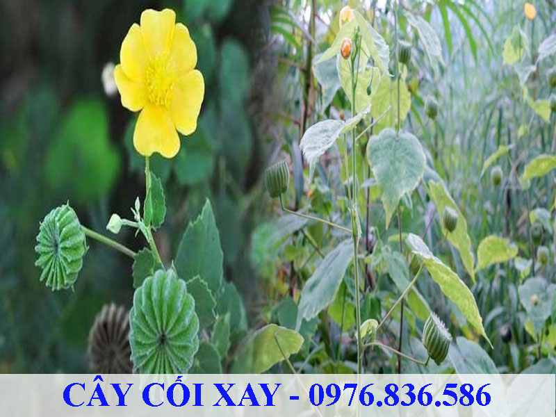 Cây cối xay trị mụn nhọt, làm đẹp da