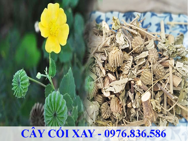 Cây cối xay hỗ trợ điều trị suy giảm thính lực, đau xương khớp, ...