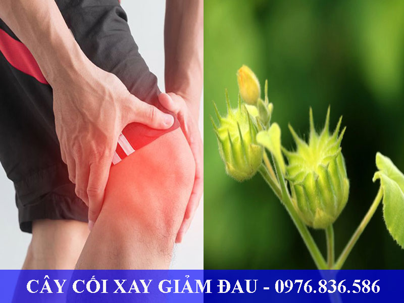 Cây cối xay giúp giảm đau sau chấn thương hiệu quả