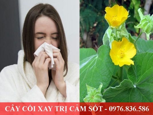 Cây cối xay giúp giảm triệu chứng cảm sốt nhanh chóng