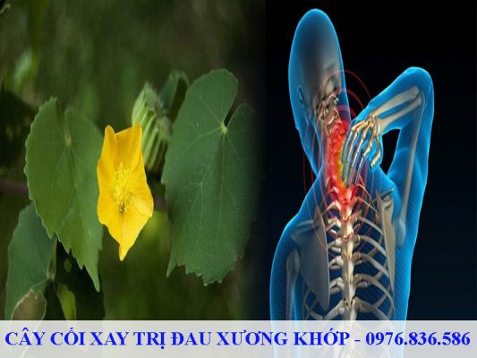 Nên dùng cây cối xay kết hợp với các dược liệu khác để tăng hiệu quả điều trị