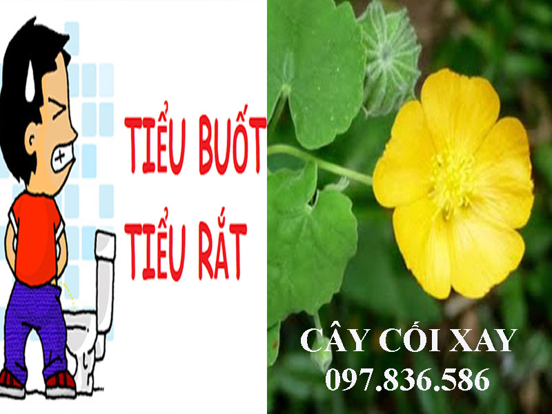 Cây cối xay trị tiểu buốt, tiểu rắt hiệu quả