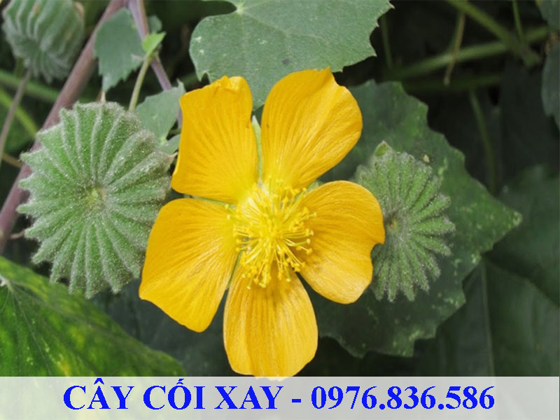 Cây cối xay