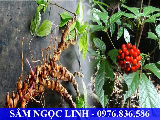 Sâm Ngọc Linh giúp tăng sức đề kháng, bồi bổ cơ thể