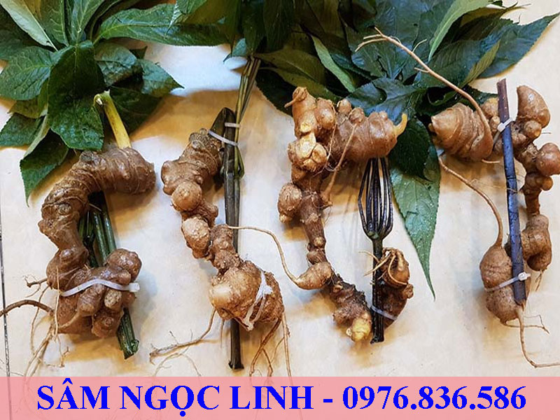 Sâm Ngọc Linh là thảo dược chứa nhiều hoạt chất Saponin nhất thế thới