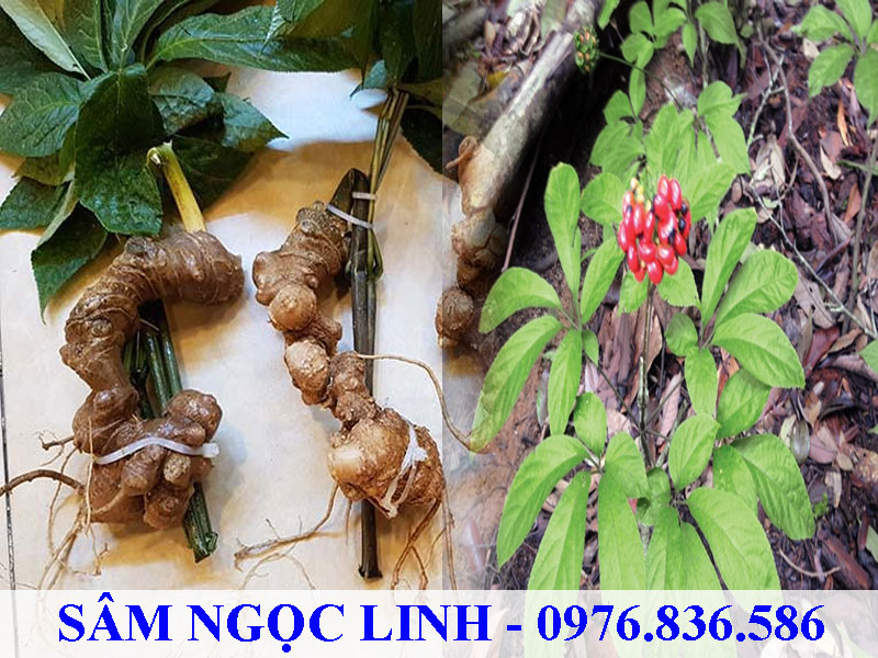 Sâm Ngọc Linh rừng được nhiều người tìm kiếm