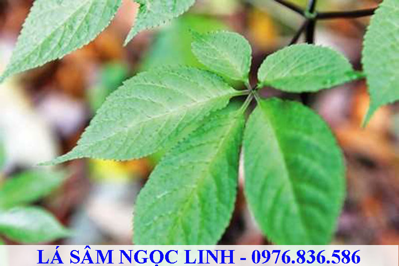 Lá sâm Ngọc Linh chứa lượng dưỡng chất bằng 60% so với củ sâm