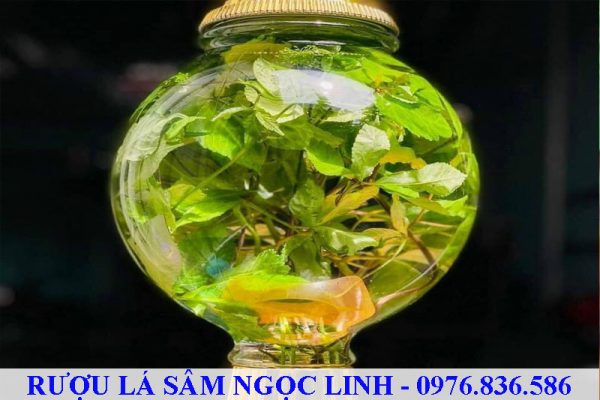 Rượu lá sâm Ngọc Linh