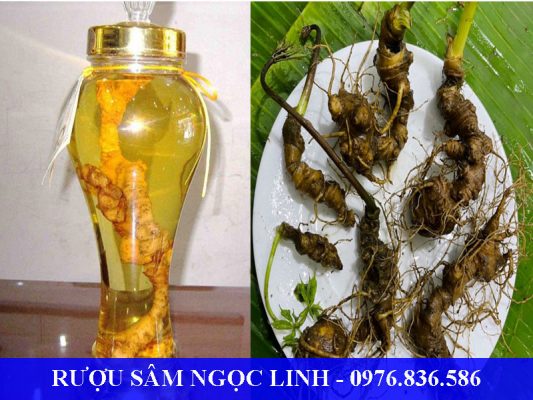 Rượu sâm Ngọc Linh tốt cho cả Nam giới và Nữ giới