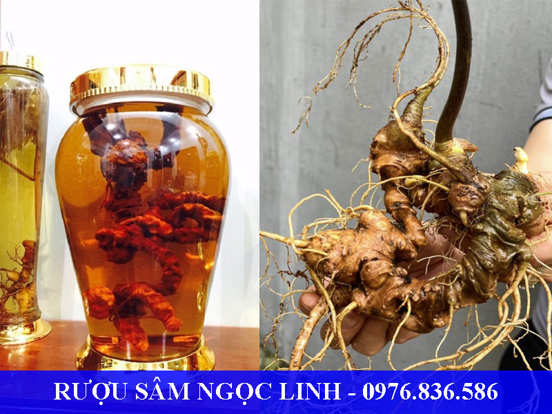 Rượu sâm Ngọc Linh bổ gan thận