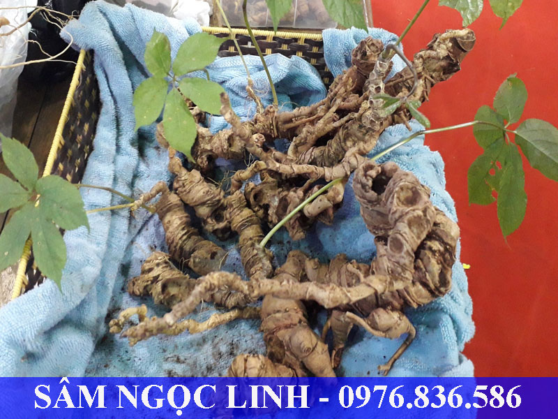 Sâm Ngọc Linh chứa nhiều dưỡng chất quý tốt cho sức khỏe