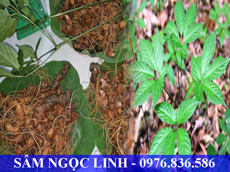 Sâm NgocjLinh - Quốc bảo Việt Nam