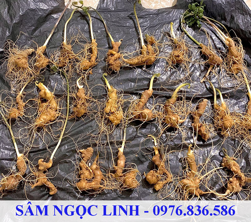 Sâm Ngọc Linh có nhiều tác dụng tốt cho sức khỏe