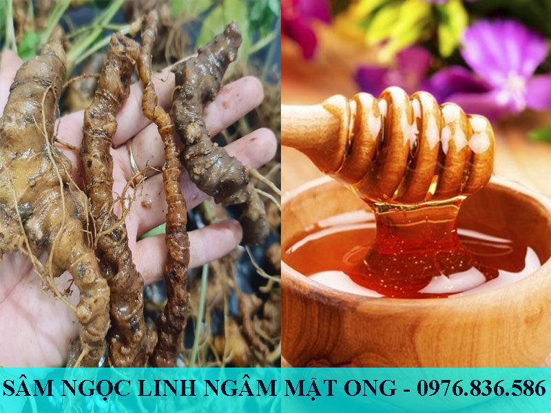 Sâm Ngọc Linh là bài thuốc quý có nhiều tác dụng tốt cho sức khỏe