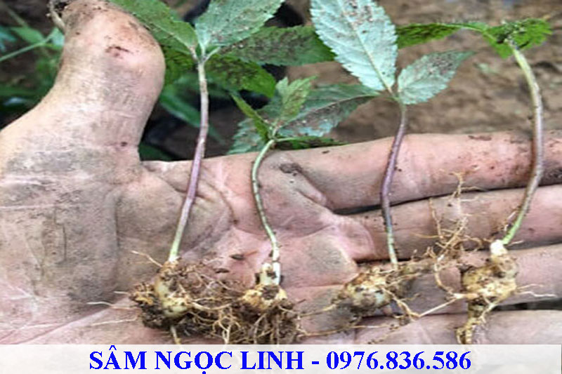 Cây giống sâm Ngọc Linh