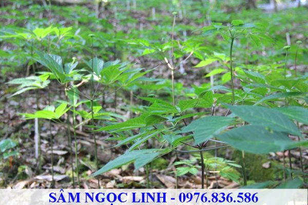 Sâm Ngọc Linh thích hợp trồng tại nơi có nhiệt độ bình quân năm trong khu vực 13 độ C