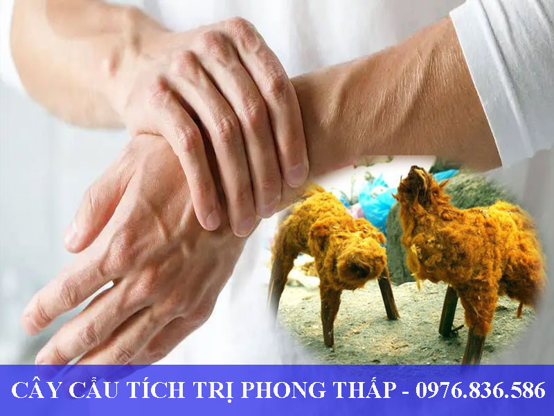 Cây cẩu tích trị phong thấp, tê nhức tay chân hiệu quả