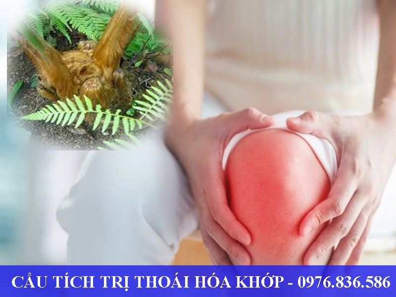 Cây cẩu tích trị thoái hóa khớp hiệu quả