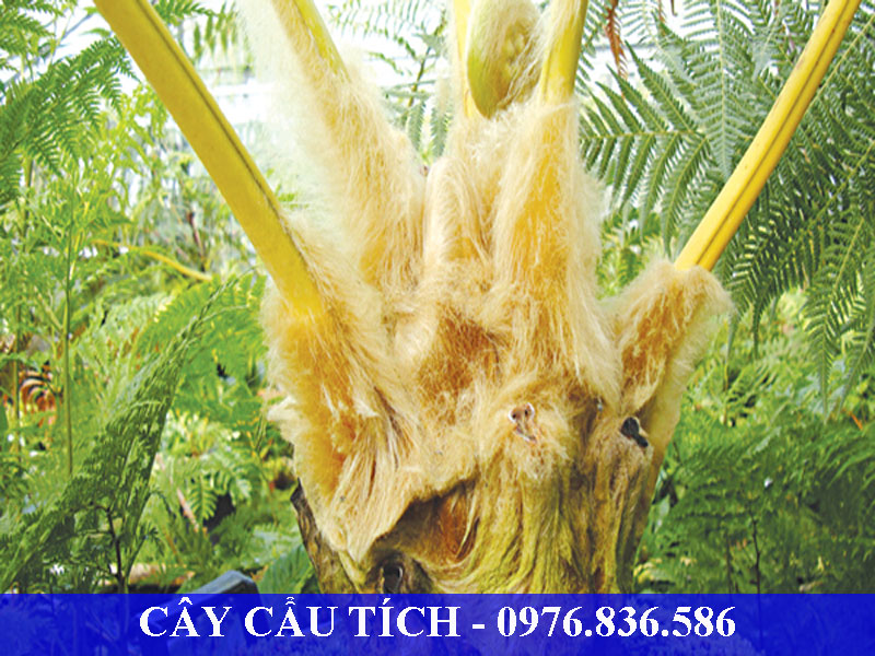 Cây cẩu tích