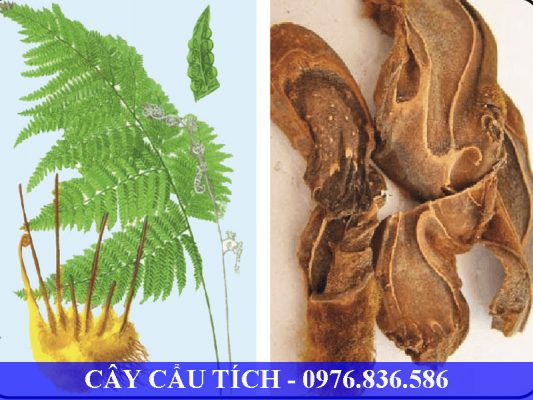 Cây Cẩu tích giúp bổ gan, thận