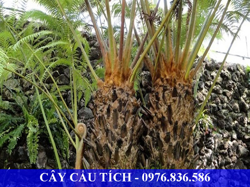 Cây cẩu tích