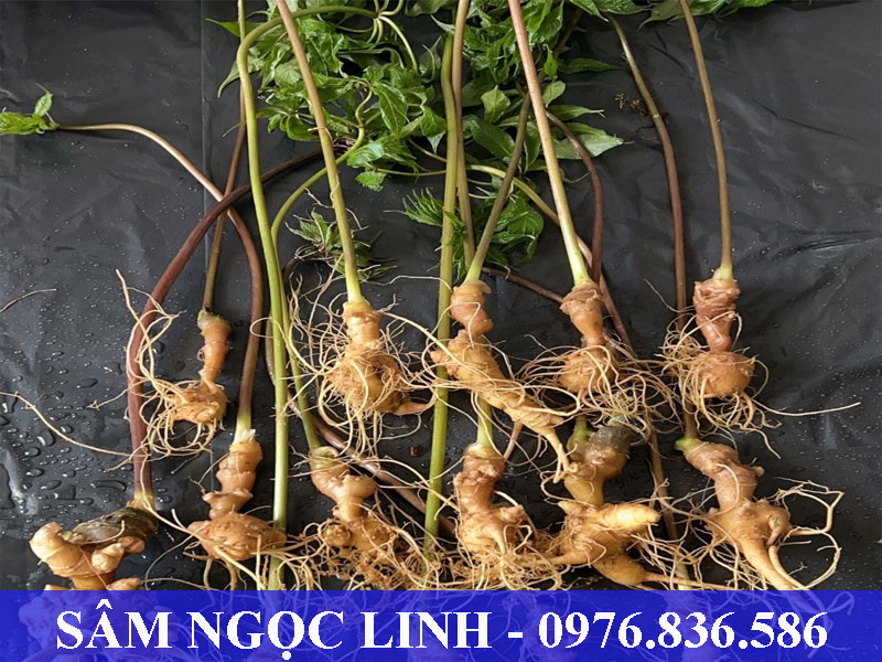 Sâm Ngọc Linh chứa nhiều hoạt chất quý tốt cho sức khỏe