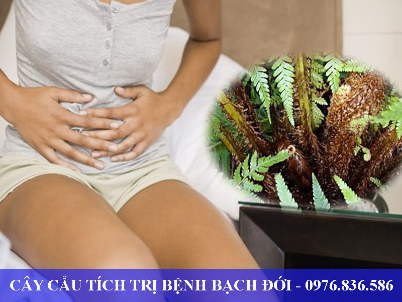 Cây cẩu tích trị bệnh Bạch đới hiệu quả