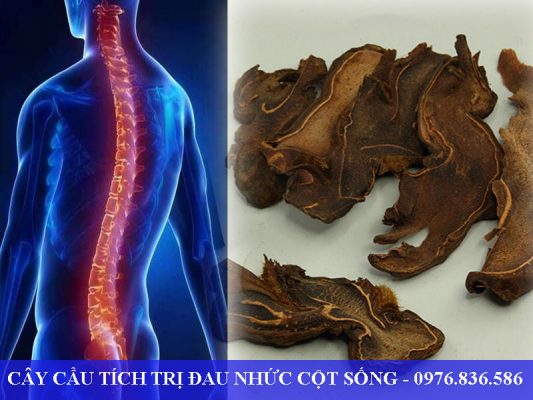 Cây cẩu tích trị đau nhức cột sống