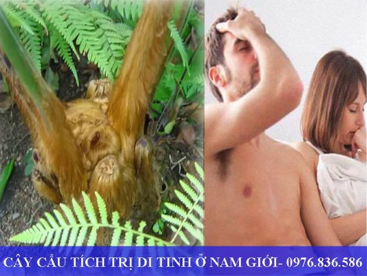 Cây cẩu tích hỗ trợ điều trị di tinh ở nam giới