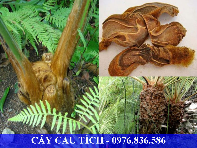 Cây cẩu tích là dược liệu hỗ trợ điều trị bệnh bại liệt ở trẻ nhỏ