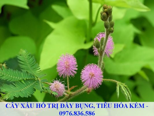 Cây xấu hổ trị chướng bụng, tiêu hóa kém, đau viêm dạ dày mãn tính