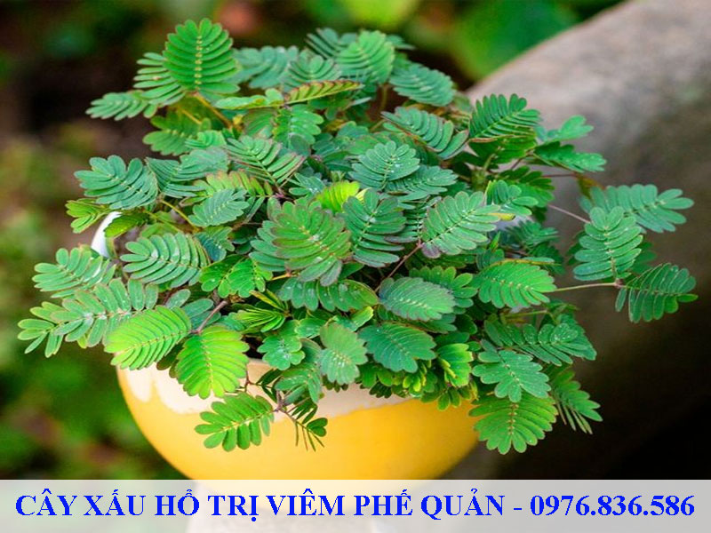 Cây xấu hổ trị viêm phế quản hiệu quả