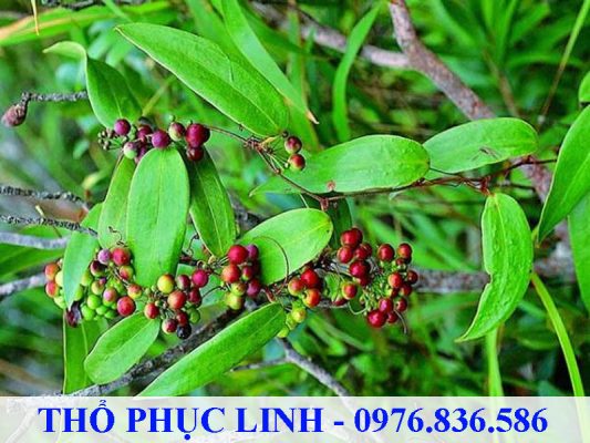 Thổ phục linh