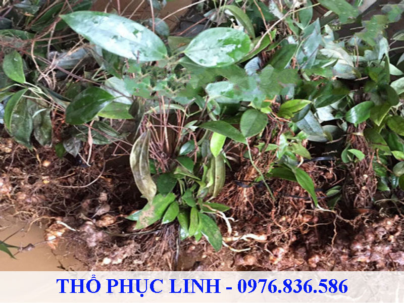 Thổ phục linh trồng từ hạt hoặc từ hom thân