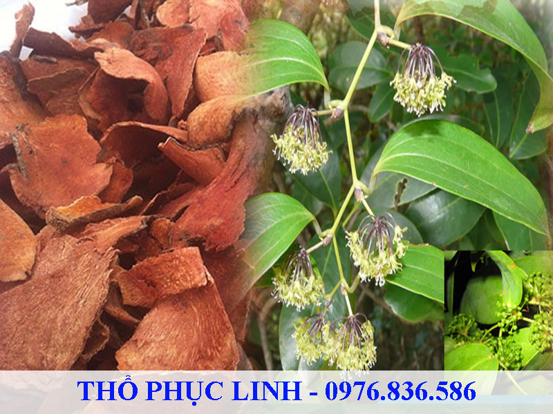 Thổ phục linh là thanh nhiệt, giải độc, trừ thấp