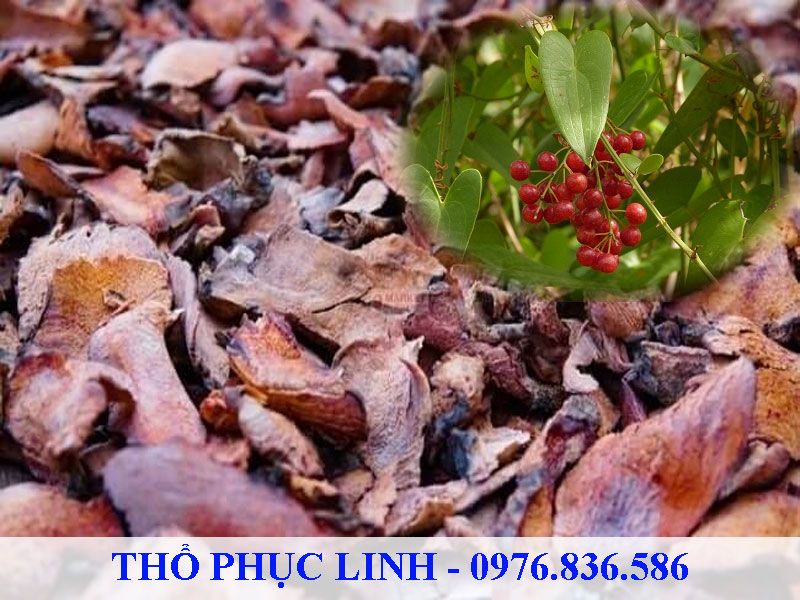 Thổ phục linh trị ghẻ lở