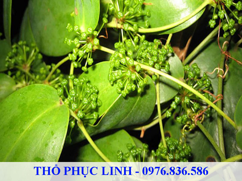 Thổ phục linh có quả tháng 8 - 12