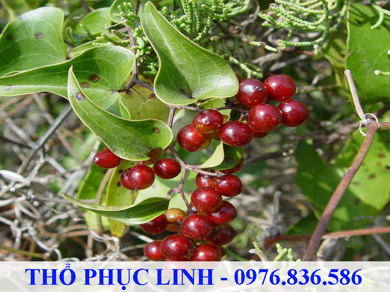 Thổ phục linh là cây dây leo, không có gai