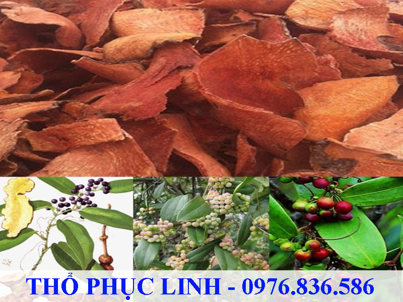 Thổ phục linh dùng với liều cao Thổ phục linh có thể gây kích thích dạ dày